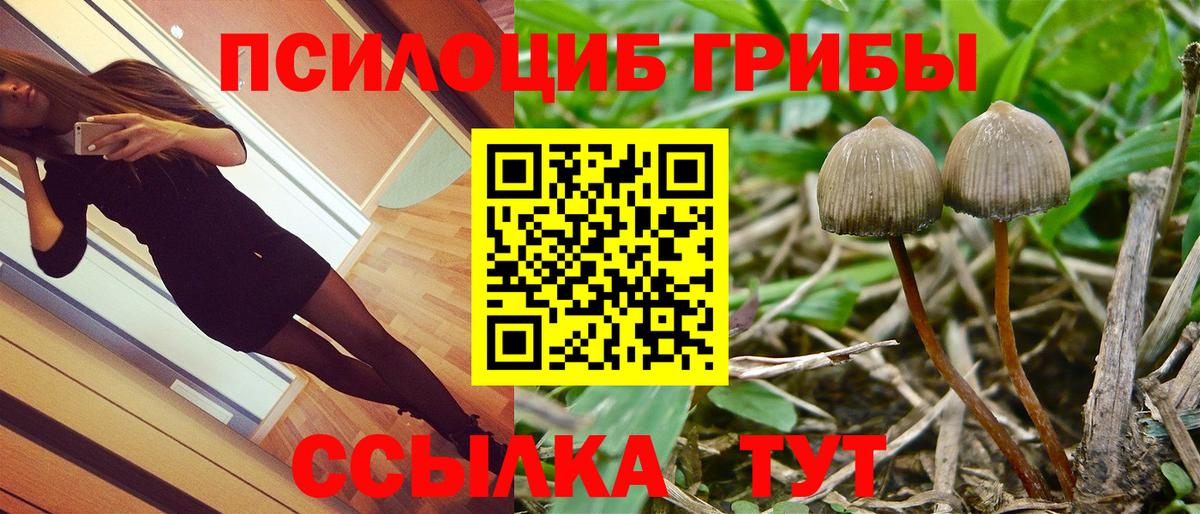 Балтийск  Псилоцибиновые грибы GOLDEN TEACHER  наркотики  Вход с VPN 